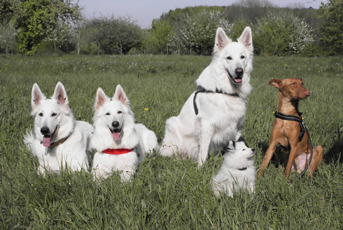 Coralie,Evita,Blessco,Sally & Otis